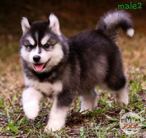 92574922 3886512871366502 3101101833800646656 o