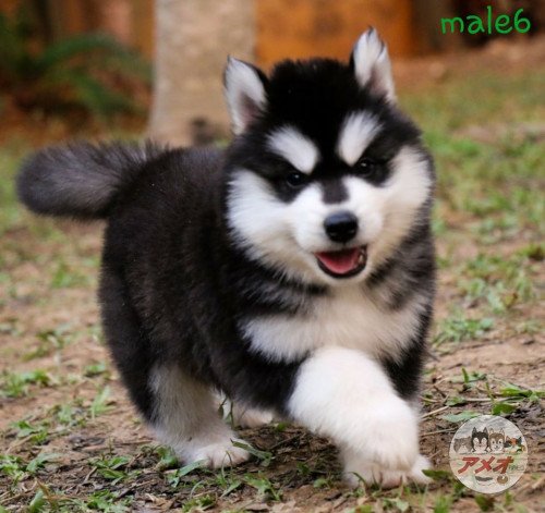 92922838 3886513344699788 1862835540861124608 o