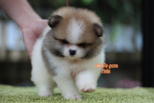 c48bf9fb0ea6bd04889fae8c7a65eee56 4620693218556897471 ๒๐๐๔๑๑ 0006