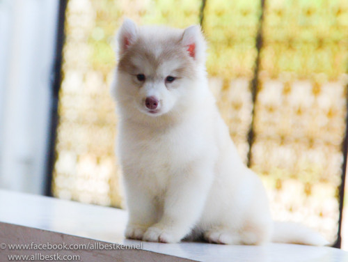 19243164 1784813501553536 3998557432243191352 o