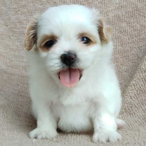 93806148 659282437978217 2727348831900401664 n