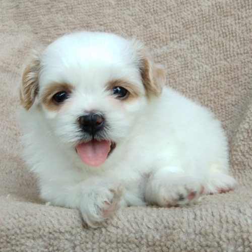 93849132 839665606531887 8389827452884484096 n