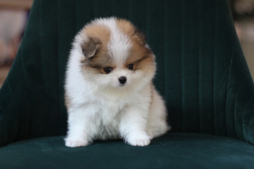 6563 2 ๒๐๐๕๐๖ 0011