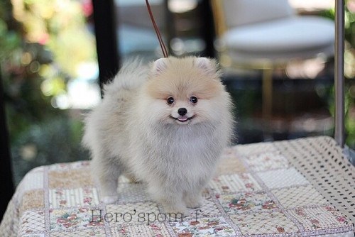 เมียส้ม 200111 0006