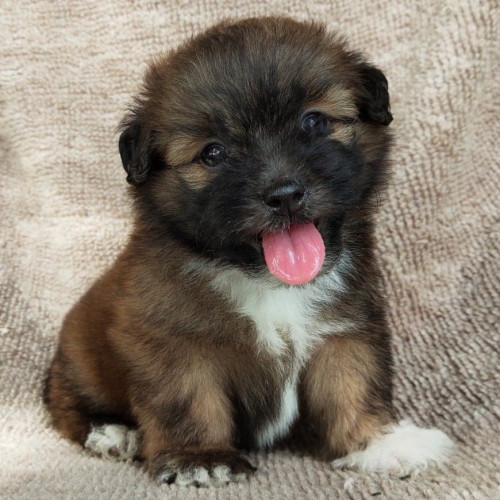 99102731 255812188969127 4084809813152759808 n