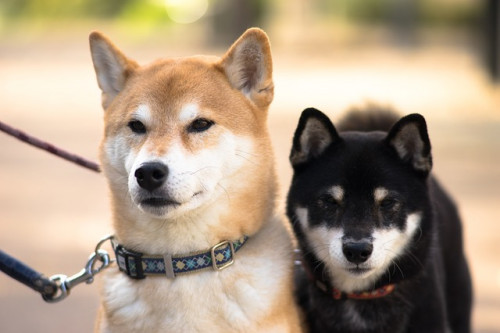 shiba inu 3083761 640