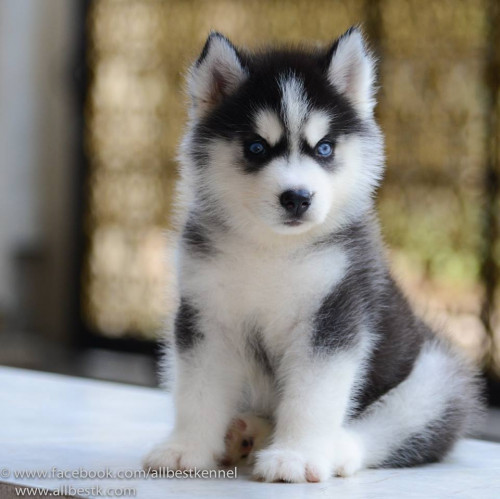 10154397 872183406149888 2036417291009151117 n