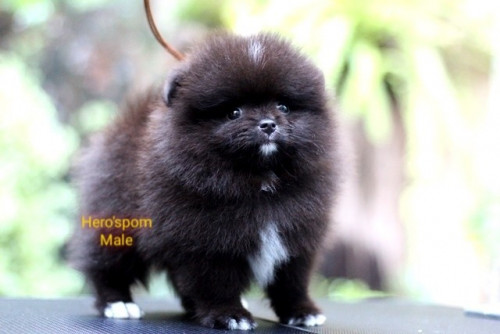 1132020 ๒๐๐๓๑๑ 0001