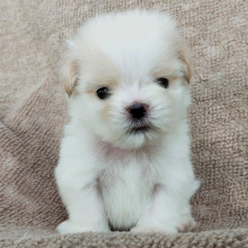 106279363 570772963587912 7497786914432404062 n