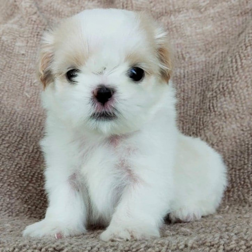 74632405 202954147607321 1580003001727352797 n