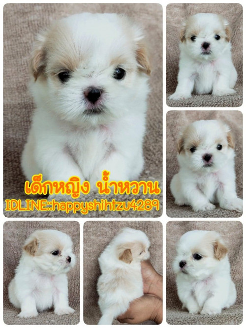 83316149 653343025264340 3568437418552645474 n