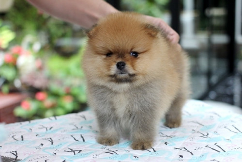 1911 ๒๐๐๘๑๙