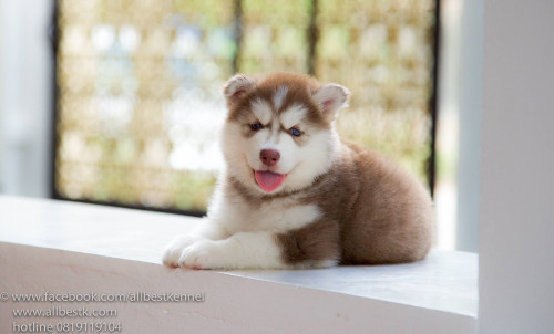 12514017 1102913193076907 4176210469591866700 o