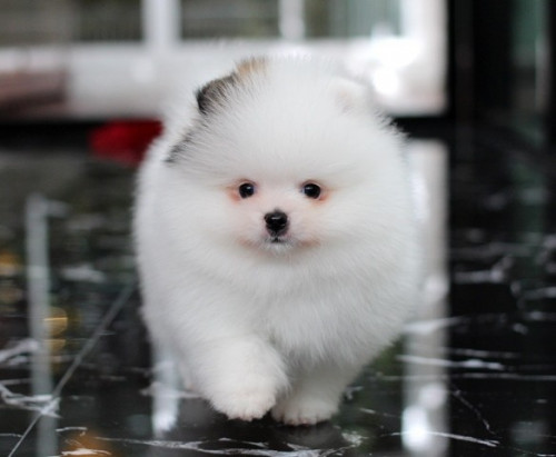 26963 4 ๒๐๐๙๒๖ 1