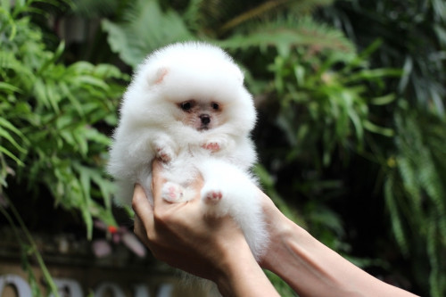 เมียขาวครีม1 201010 13