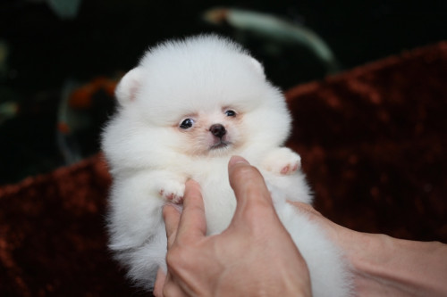 เมียขาวครีม1 201010 14