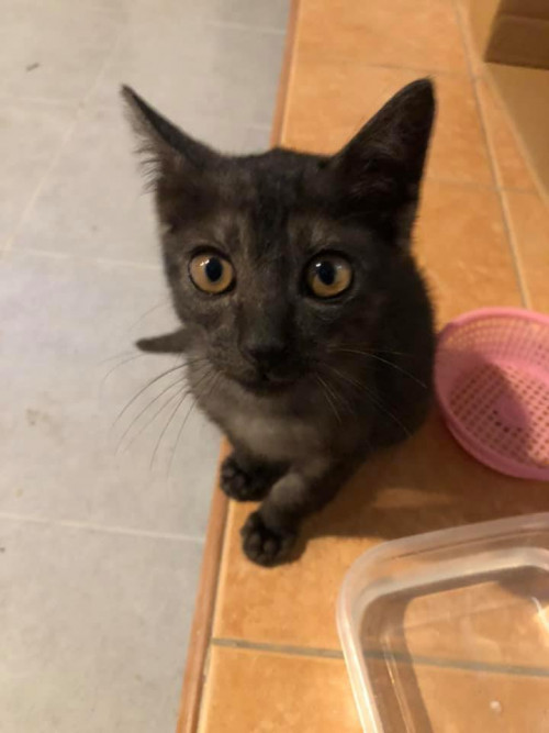 121674713 10218129289490539 3674097371062647022 n