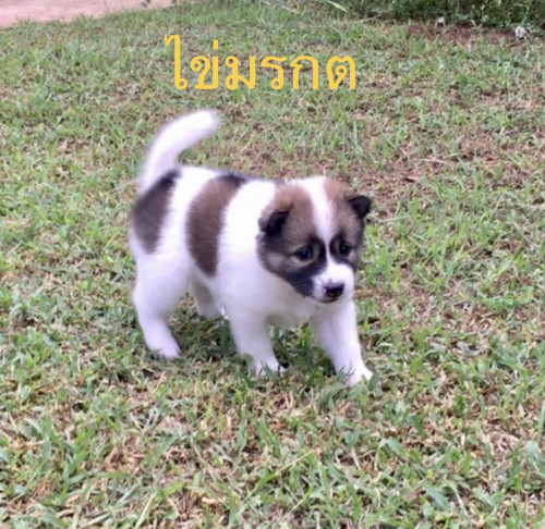 มรกต2