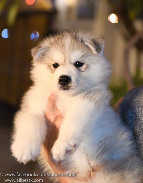 26951723 1789327791102107 5954980617878138530 o