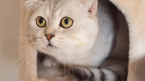 cat 938667 960 720 resize