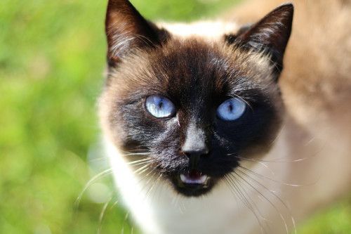 cat 1288972 960 720