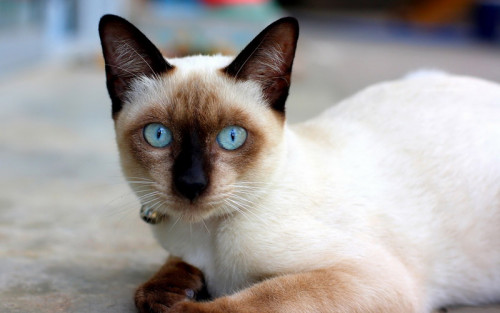 cute siamese kitten white cat high resolution wallpaper download cats images free resize