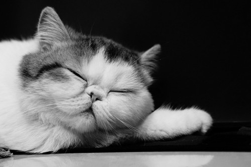 exoticshorthairs1 resize