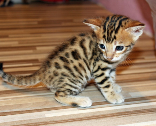 kitten 1056695 960 720 resize