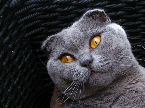 scottish fold 216963 960 720 resize