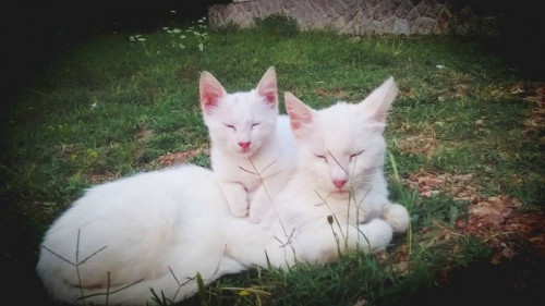 2d497203f0ef0e1ad.jpg