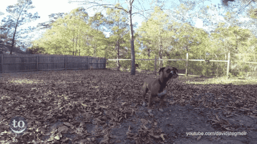 1.gif