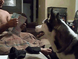 4a157532642f477ec.gif