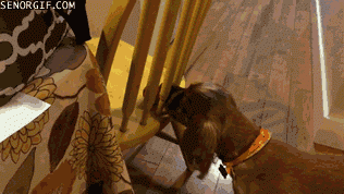 5.gif