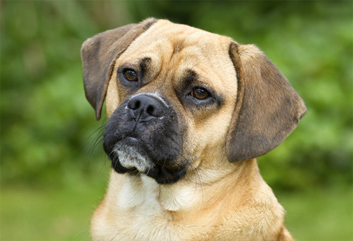 Portrait of a puggle