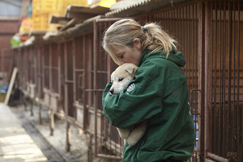 57 dogs rescued by Humane Society International and Change for Animals Foundation from a dog meat fa