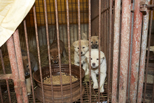 cage a3