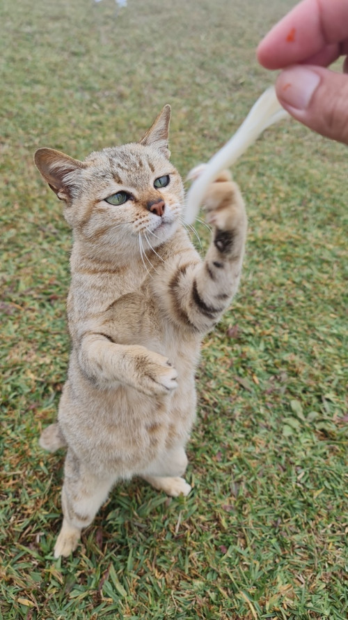 53 1
