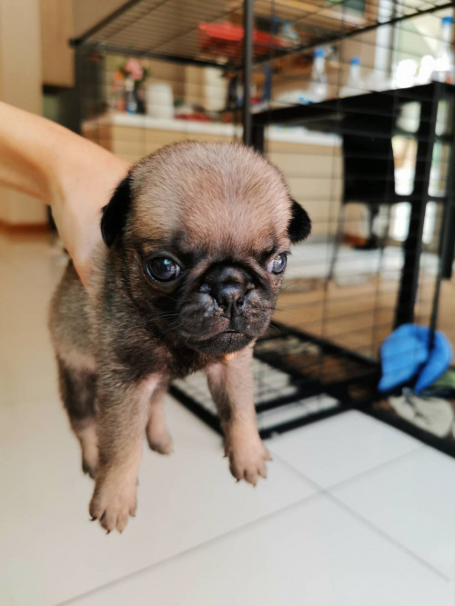 ตัวผู้คะ