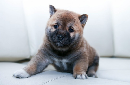 dog 1246610 640