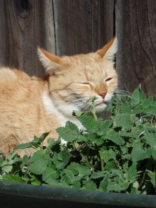 cat 829681 960 720