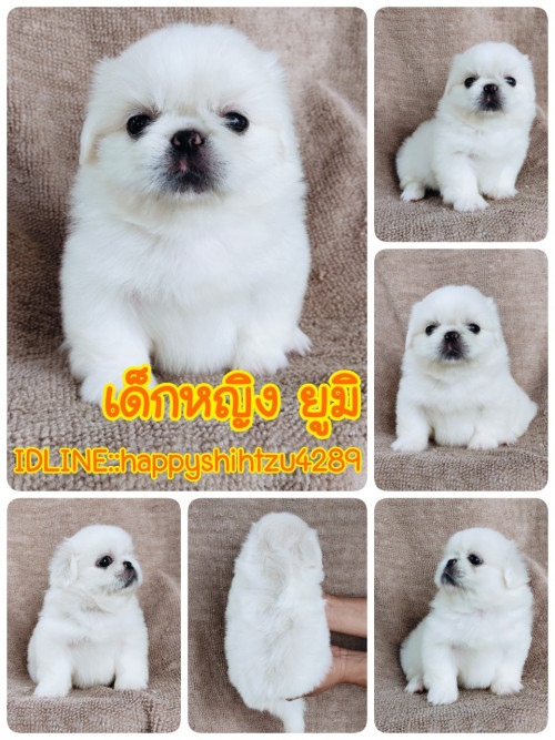 21 03 10 11 55 27 039 deco copy 960x1280