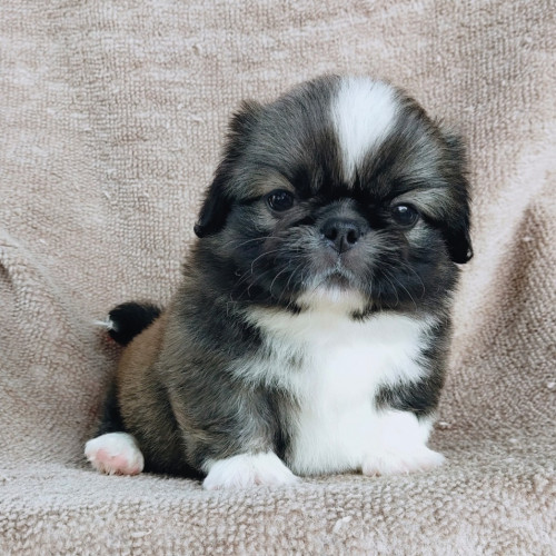 21 03 10 12 31 45 003 deco copy 954x954