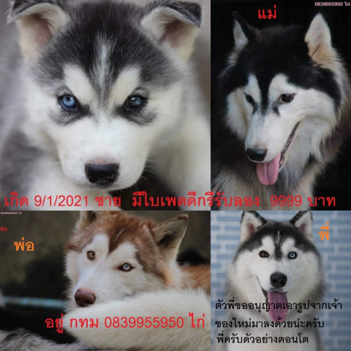 อกหอ