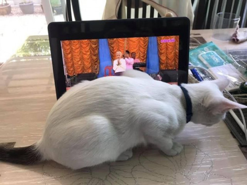 161704110 259588635818362 801238133525782008 n