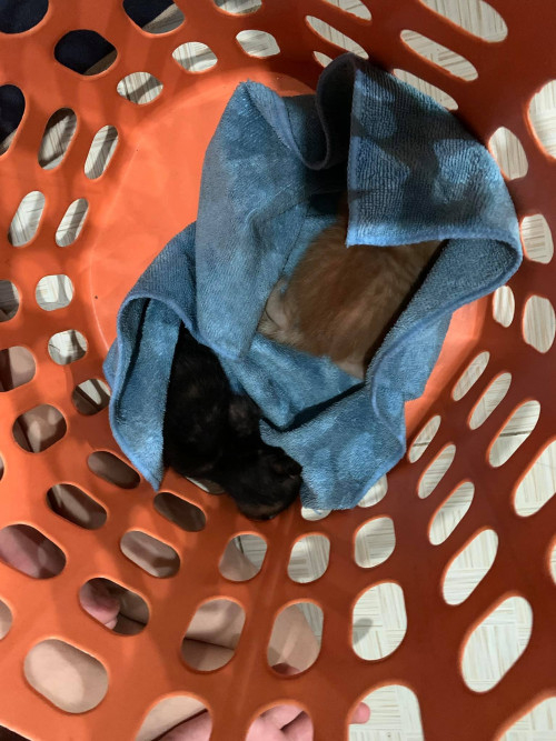 160017260 10224090699471624 4995624780539868041 o