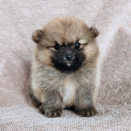 21 03 16 10 23 03 462 deco copy 1032x1032