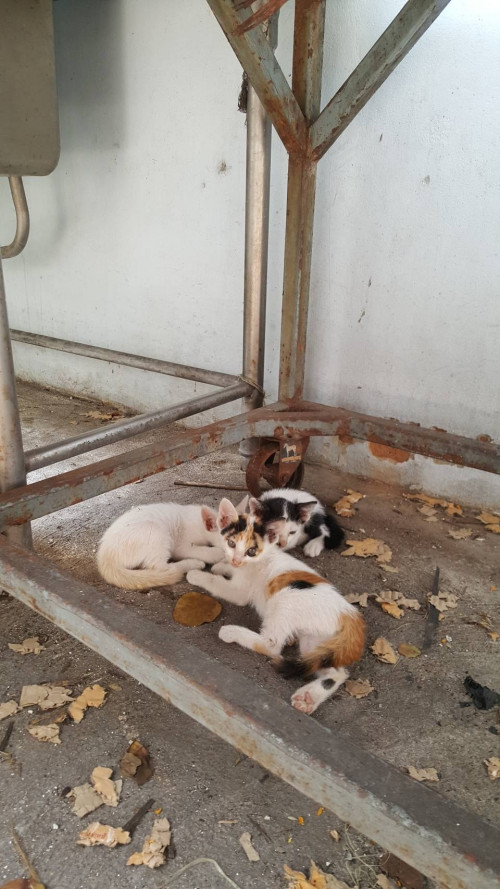 162877554 3791782580902953 7444866859363545896 o