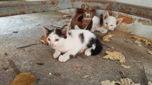 163054252 3791782537569624 4400241120136633091 o