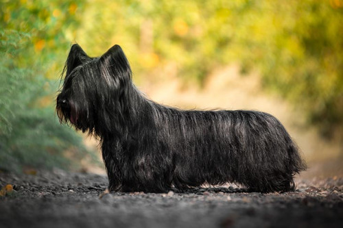 Skye-Terrier-standing-outdoors-in-profile.jpg