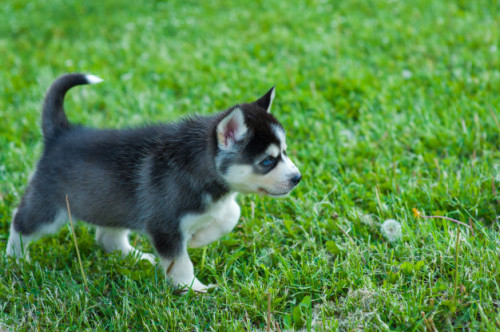 black-husky-puppy-walking-through-grass_96872-108.jpg